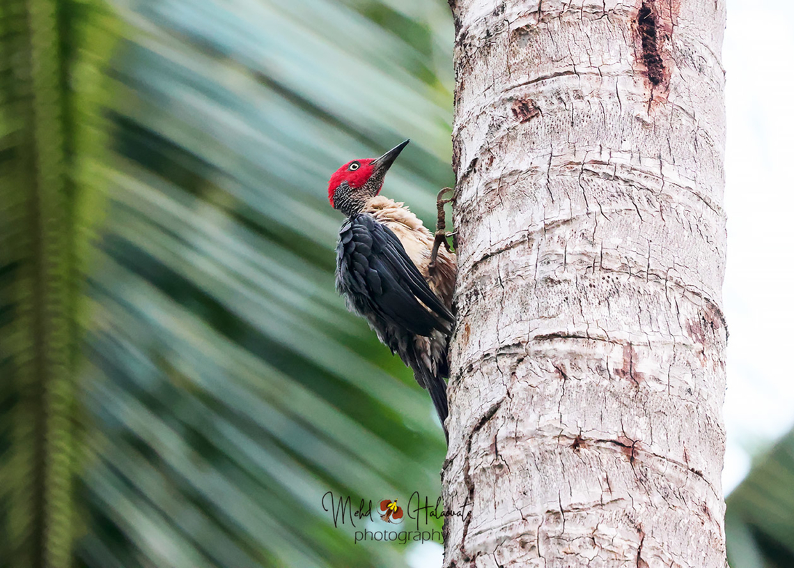 Ashy Woodpecker (Mulleripicus fulvus) One of the 2 woodpecker species that are found East of the Wallace line otherwise there are none in this region of Australasia which include New Guinea, Australia....etc Birdingindonesia,Geotagged,Indonesia,Mehd Halaouate,Mulleripicus fulvus,Sulawesi,Summer,Tangkoko National Park,ashy woodpecker