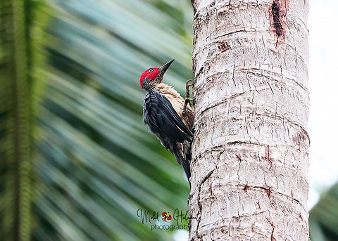 Ashy woodpecker