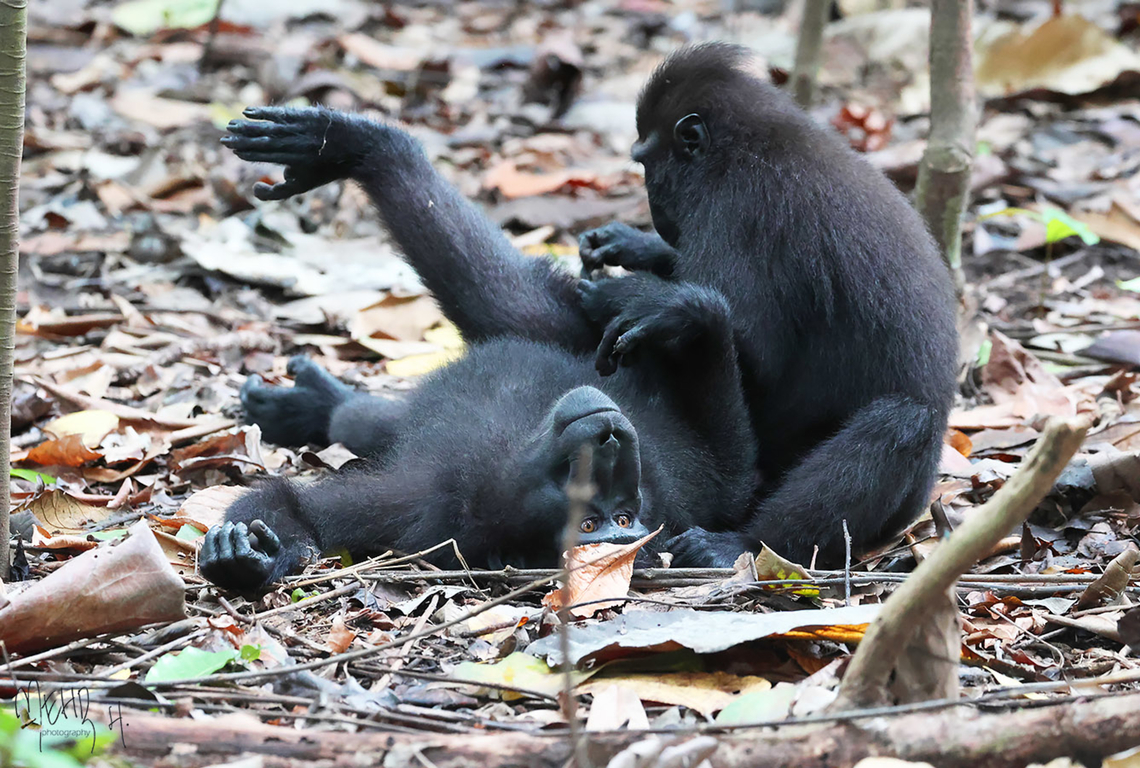Celebes crested macaque (Macaca nigra) A fairly common and protected species in Tangkoko National Park. There are 3 big groups using the Park as their last stronghold and avoid meeting each other. Birdingindonesia,Celebes Crested macaque,Geotagged,Indonesia,Macaca nigra,Mehd Halaouate,Sulawesi,Summer