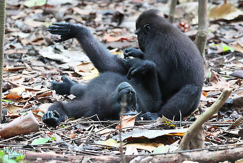 Celebes crested macaque (Macaca nigra) A fairly common and protected species in Tangkoko National Park. There are 3 big groups using the Park as their last stronghold and avoid meeting each other. Birdingindonesia,Celebes Crested macaque,Geotagged,Indonesia,Macaca nigra,Mehd Halaouate,Sulawesi,Summer