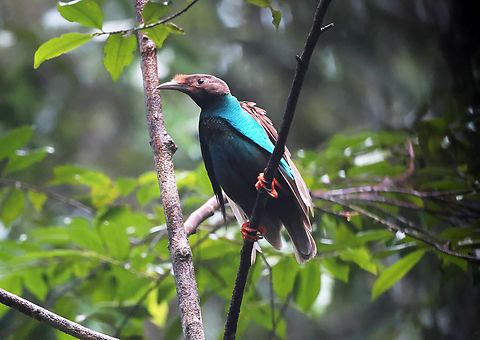 Wallaces Standardwing (Semioptera wallacii)  Birdingindonesia,Geotagged,Indonesia,Mehd Halaouate,Semioptera wallacii,Standardwing bird-of-paradise,Summer