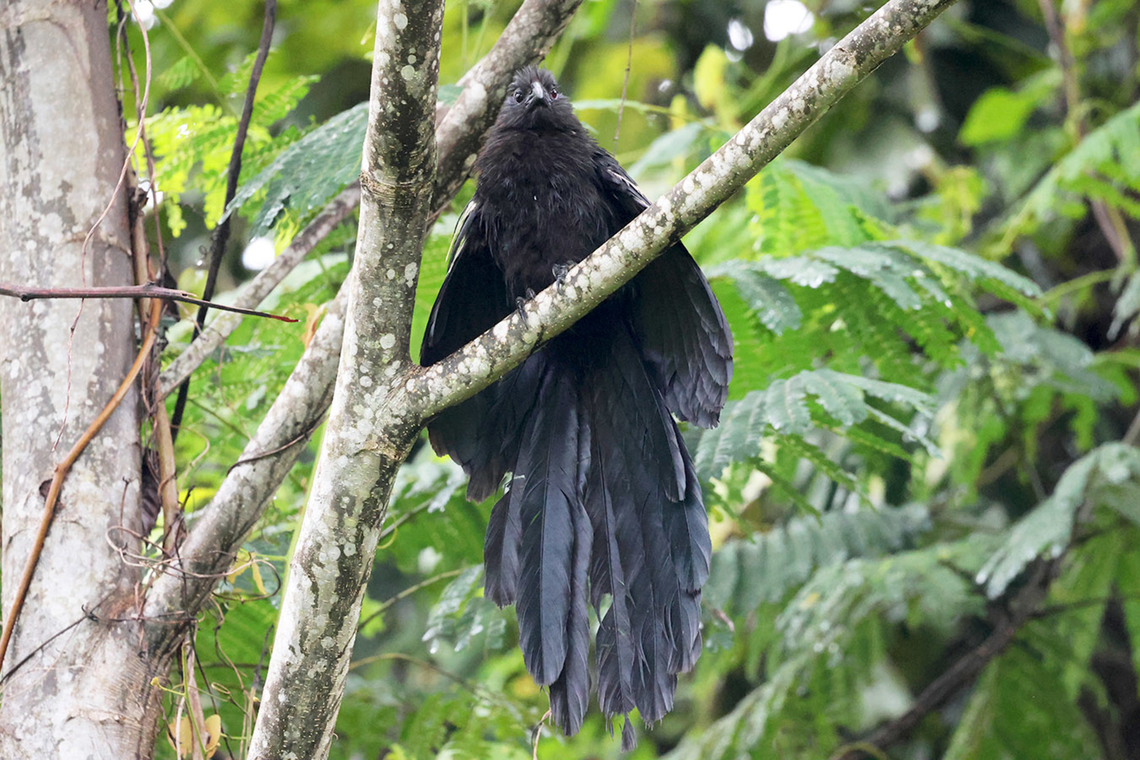 Goliath Coucal (Centropus goliath) One of the biggest coucal species. This species is endemic to Halmahera island where it is found both in thick forests and in disturbed areas. It moves mostly in small flocks or families of more than 2 jumping from a tree to another searching for insects and fruits...etc. Birdingindonesia,Centropus goliath,Geotagged,Goliath coucal,Halmahera,Indonesia,Mehd Halaouate,North Maluku,Summer