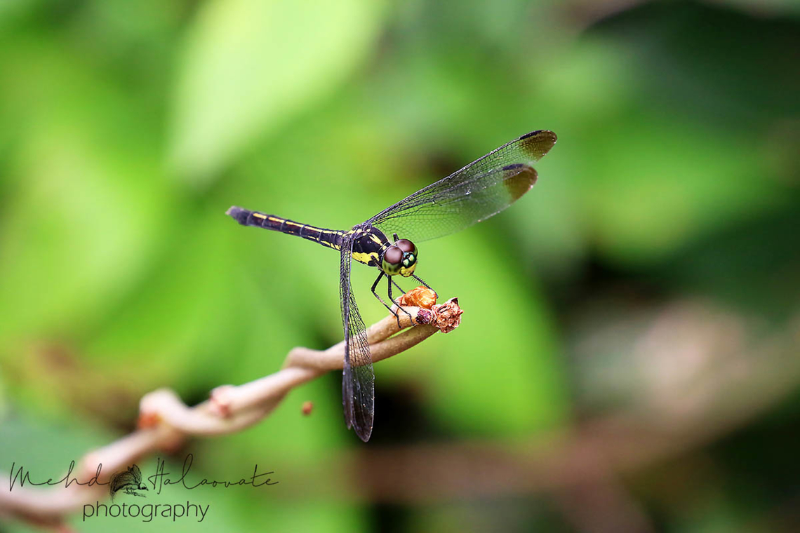 Agrionoptera longitudinalis  Agrionoptera longitudinalis,Geotagged,Indonesia,Mehd Halaouate,Nimbokrang,West Papua,Winter