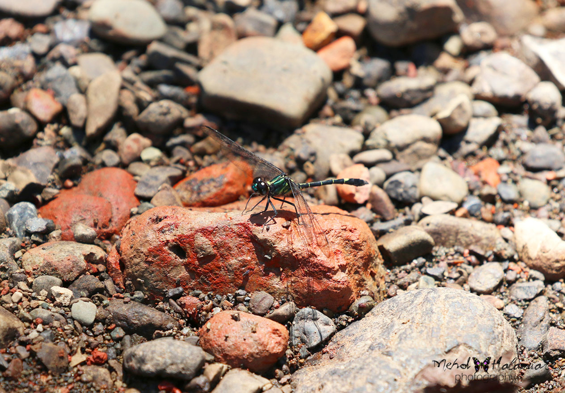 Diplacina micans  Diplacina micans,Geotagged,Indonesia,Mehd Halaouate,Papua,Spring,raja ampat