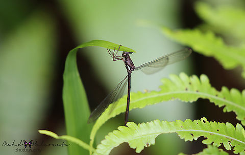 Nososticta chalybeostome  Arfak Mountains,Birdingindonesia,Geotagged,Indonesia,Mehd Halaouate,Nososticta chalybeostome,Papua,Spring