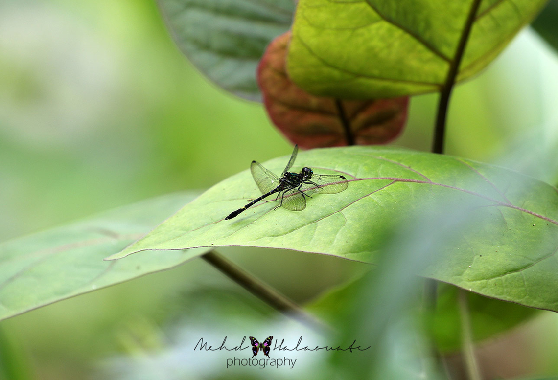 Palaeosynthemis nigrostigma  Arfak Mountains,Birdingindonesia,Geotagged,Indonesia,Mehd Halaouate,Palaeosynthemis nigrostigma,Papua,Spring