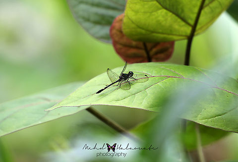 Palaeosynthemis nigrostigma  Arfak Mountains,Birdingindonesia,Geotagged,Indonesia,Mehd Halaouate,Palaeosynthemis nigrostigma,Papua,Spring
