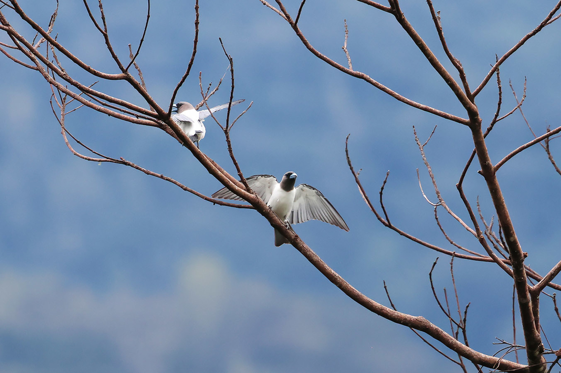 Ivory-backed Woodswallow (Artamus monachus)  Artamus monachus,Birdingindonesia,Geotagged,Indonesia,Ivory-backed woodswallow,Mehd Halaouate,Sulawesi,Winter