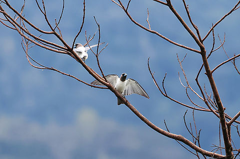 Ivory-backed Woodswallow (Artamus monachus)  Artamus monachus,Birdingindonesia,Geotagged,Indonesia,Ivory-backed woodswallow,Mehd Halaouate,Sulawesi,Winter