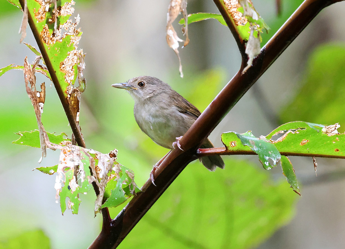 Sulawesi babbler (Pellorneum celebense) A fairly common species and one that gives chances for capturing with a camera. Birdingindonesia,Geotagged,Indonesia,Lore Lindu,Mehd Halaouate,Pellorneum celebense,Sulawesi babbler,Winter