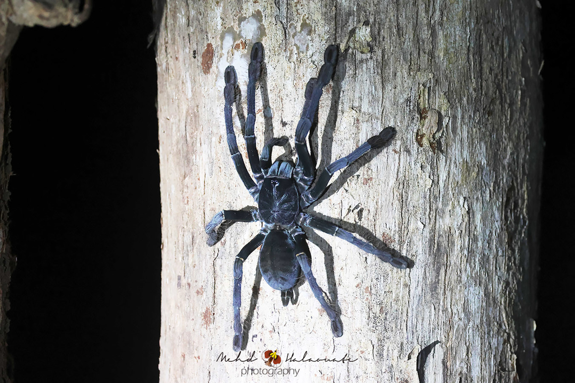 Sulawesi Black Tarantula (Lampropelma carpenteri) We saw 2 of these majestic and large spiders in 2 different trees. There are known to be aggressive (Defensive and extremely fast when younger). They are around 22 to 25cm big. Birdingindonesia,Geotagged,Indonesia,Lampropelma carpenteri,Mehd Halaouate,Sulawesi Black Tarantula,Summer,Tangkoko National Park