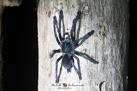 Sulawesi Black Tarantula (Lampropelma carpenteri) We saw 2 of these majestic and large spiders in 2 different trees. There are known to be aggressive (Defensive and extremely fast when younger). They are around 22 to 25cm big. Birdingindonesia,Geotagged,Indonesia,Lampropelma carpenteri,Mehd Halaouate,Sulawesi Black Tarantula,Summer,Tangkoko National Park