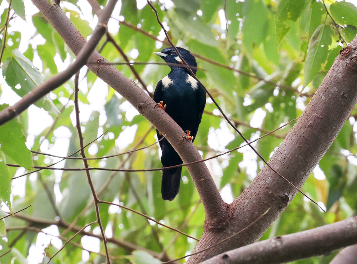 Sulawesi Crested Myna (Basilornis celebensis)  Basilornis celebensis,Birdingindonesia,Geotagged,Indonesia,Mehd Halaouate,Sulawesi myna,Summer,Tangkoko National Park
