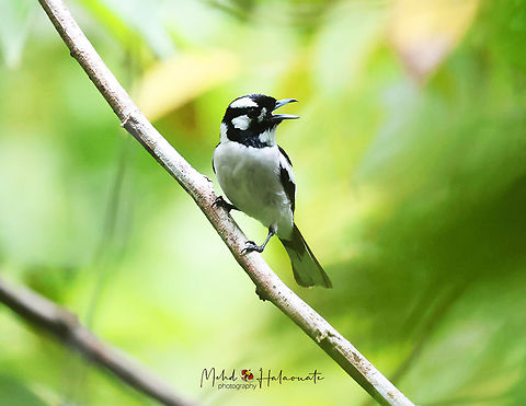 White-naped Monarch (Carterornis pileatus)  Birdingindonesia,Carterornis pileatus,Geotagged,Halmahera,Indonesia,Mehd Halaouate,Summer,White-naped monarch