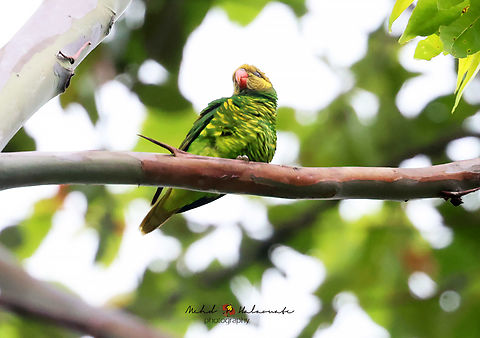 Yellow-cheeked Lorikeet or Meyer's Lorikeet (Saudareos meyeri)  Birdingindonesia,Geotagged,Indonesia,Lore Lindu,Mehd Halaouate,Meyer's lorikeet,Saudareos meyeri,Winter,Yellow-cheeked lorikeet