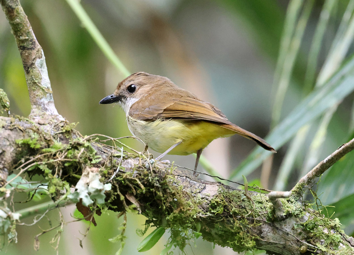 Sulphur-bellied Whistler (Pachycephala sulfuriventer)  Birdingindonesia,Geotagged,Indonesia,Mehd Halaouate,Pachycephala sulfuriventer,Sulawesi,Sulphur-vented whistler,Summer