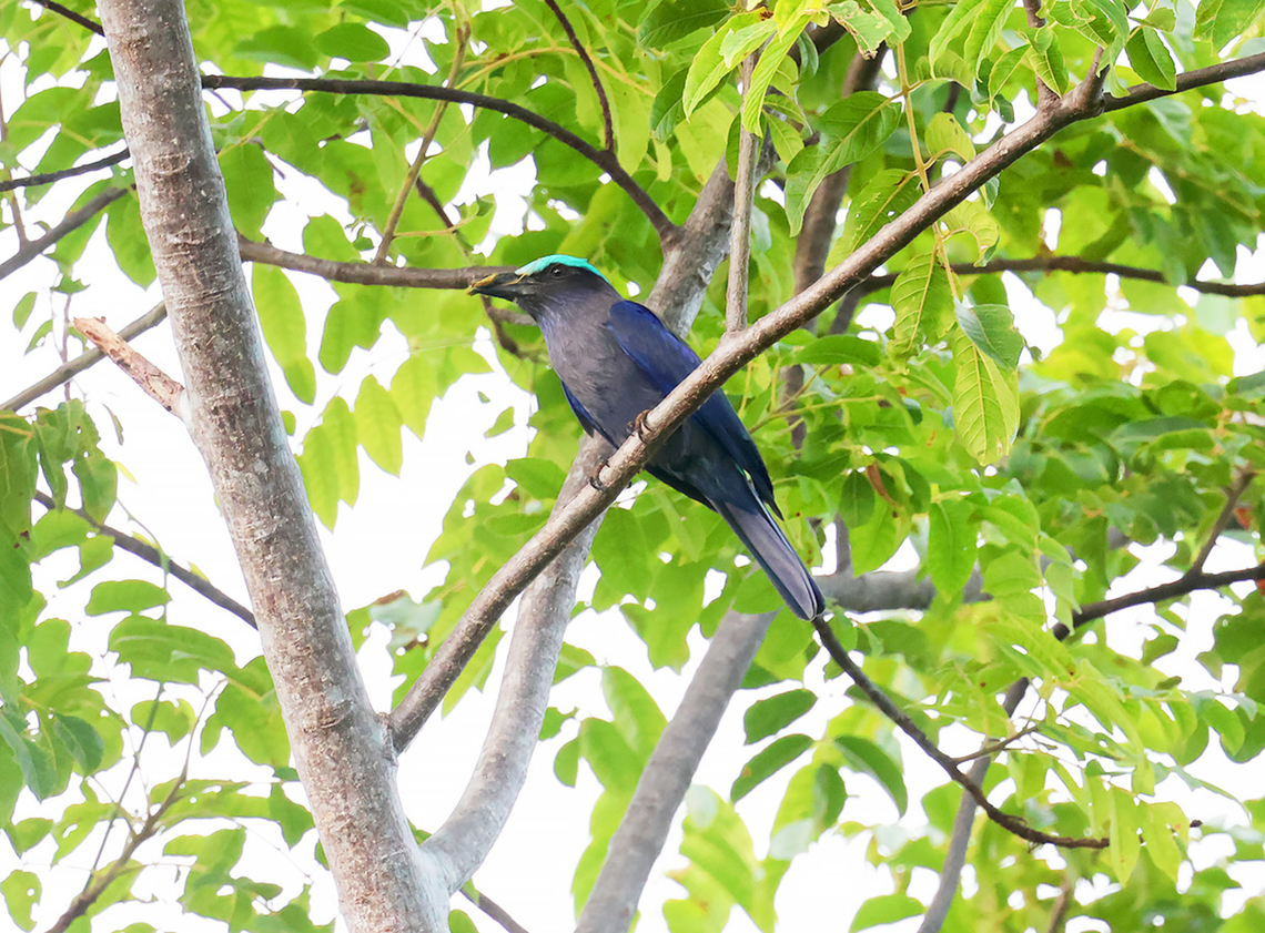 Sulawesi Roller or Celebes-Roller (Coracias temminckii)  Birdingindonesia,Coracias temminckii,Geotagged,Indonesia,Macrogalidia musschenbroekii,Mehd Halaouate,Purple-winged roller,Sulawesi,Sulawesi palm civet,Winter