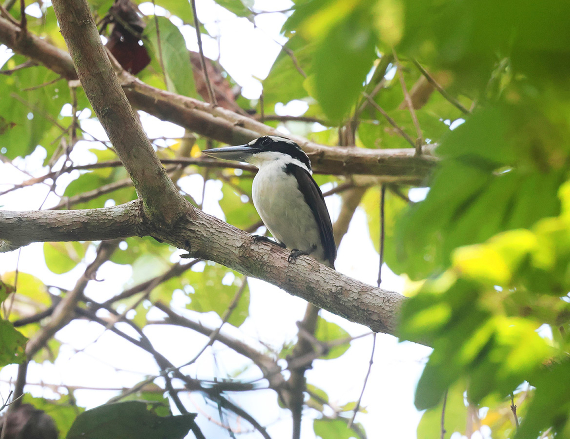 Sombre Kingfisher (Todiramphus funebris)  Birdingindonesia,Geotagged,Halmahera,Indonesia,Mehd Halaouate,Sombre kingfisher,Summer,Todiramphus funebris