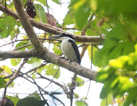Sombre Kingfisher (Todiramphus funebris)  Birdingindonesia,Geotagged,Halmahera,Indonesia,Mehd Halaouate,Sombre kingfisher,Summer,Todiramphus funebris