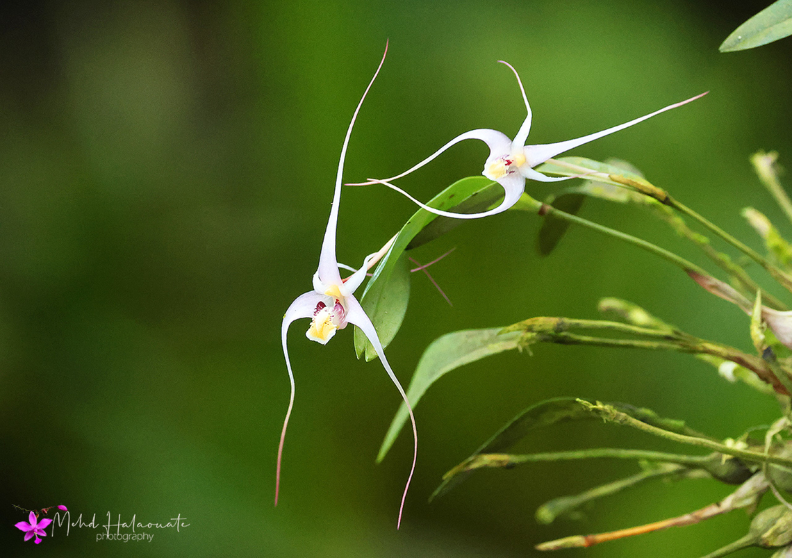 Dendrobium ajoebii  Birdingindonesia,Dendrobium ajoebii,Genyem,Geotagged,Indonesia,Mehd Halaouate,Nimbokrang,Papua,Summer