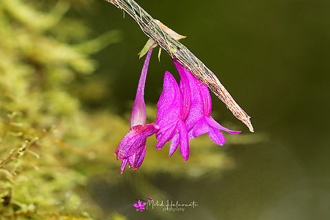 Dendrobium convexipes