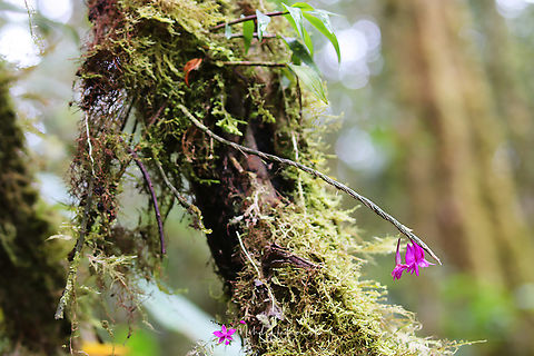 Dendrobium convexipes  Arfak Mountains,Birdingindonesia,Dendrobium convexipes,Geotagged,Indonesia,Mehd Halaouate,Papua,Winter,dendrobium,orchid