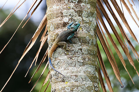 Uganda Blue-headed Tree Agama (Acanthocercus ugandaensis)  Acanthocercus ugandaensis,Geotagged,Mehd Halaouate,Uganda,Winter,agama