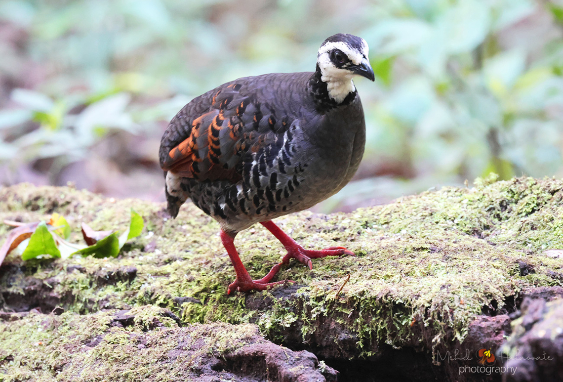 White-faced Partridge (Arborophila orientalis)  Arborophila orientalis,Birdingindonesia,Geotagged,Grey-breasted partridge,Indonesia,Mehd Halaouate,Winter