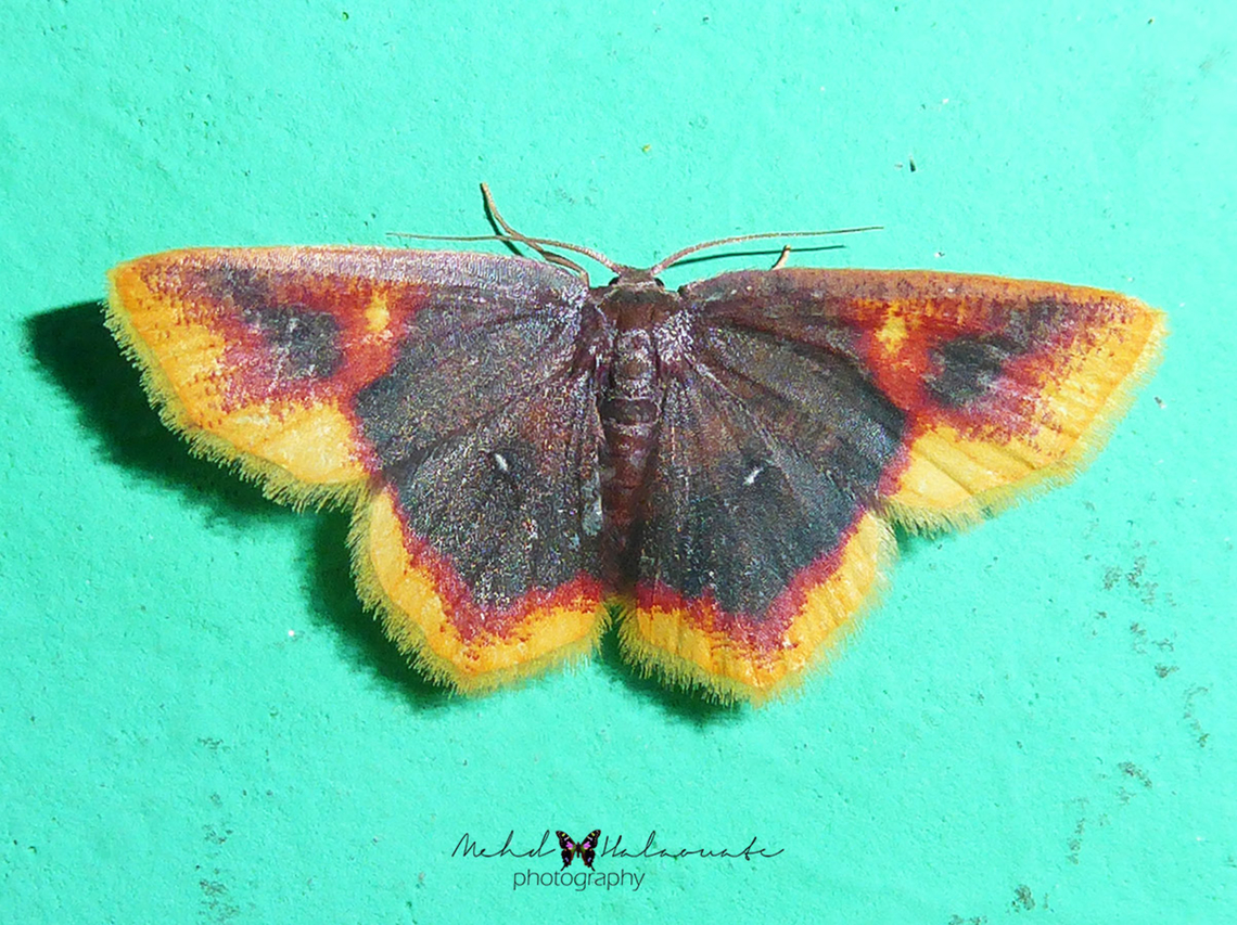 Chrysocraspeda cruoraria One of the many beautifully coloured moths of New Guinea. Arfak Mountains,Birdingindonesia,Chrysocraspeda cruoraria,Geotagged,Indonesia,Mehd Halaouate,Papua,Winter