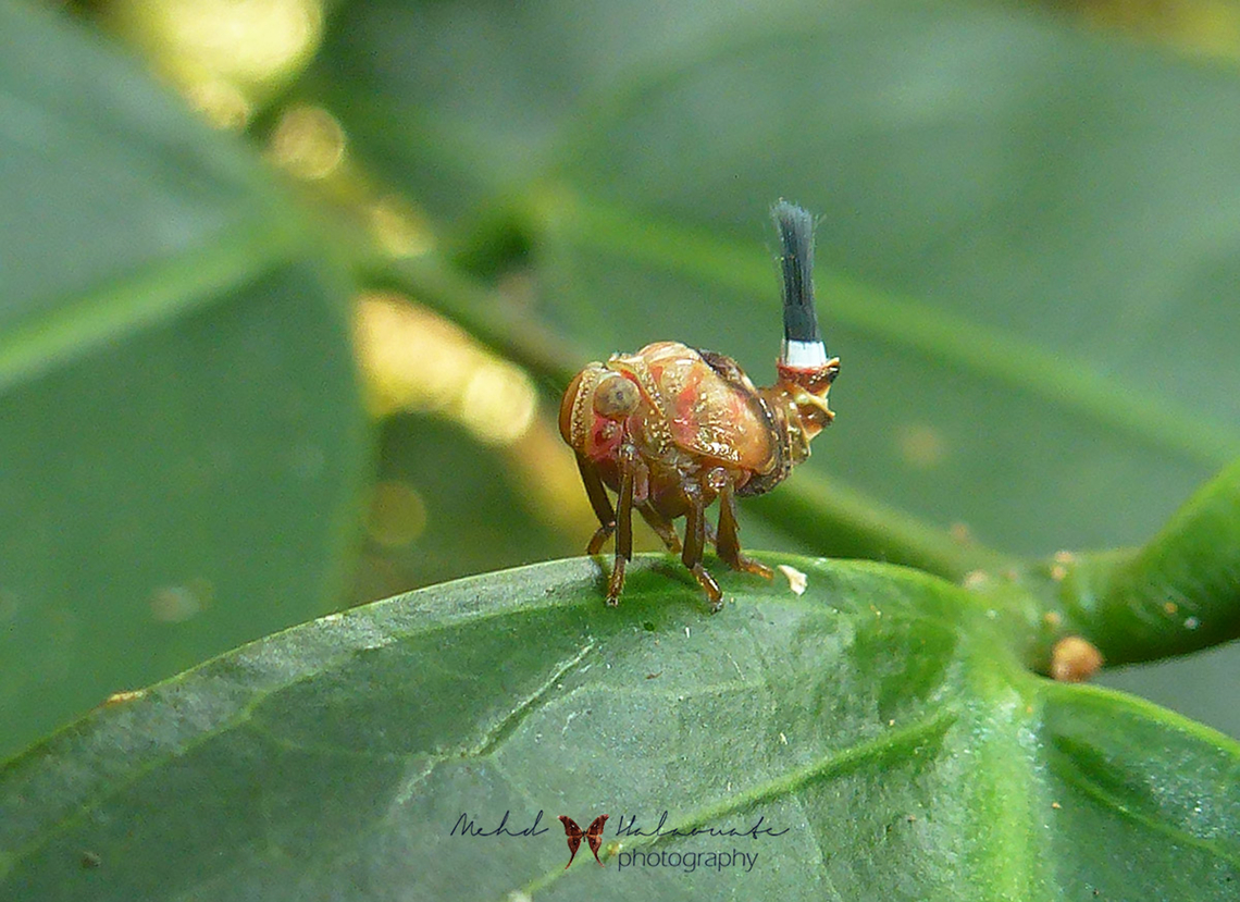 Planthopper nymph Not easy finding the right ID of this weird looking planthopper nymph. Birdingindonesia,Geotagged,Indonesia,Mehd Halaouate,Nimbokrang,Spring,planthopper nymph