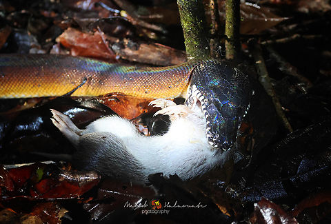 Northern White-lipped Python (Leiopython albertisii) Northern White-lipped Python (Leiopython albertisii) and prey Spiny Bandicoot (Echymipera kalubu). Birdingindonesia,D'Albertis python,Geotagged,Indonesia,Leiopython albertisii,Mehd Halaouate,Papua,Winter