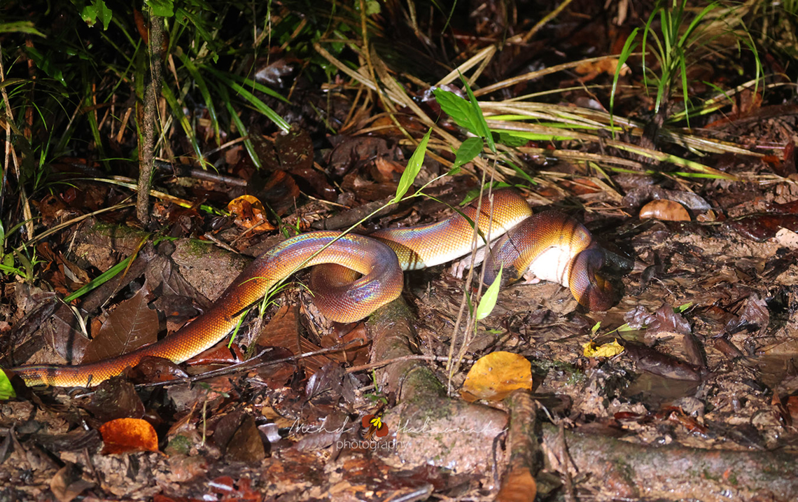 Northern White-lipped Python (Leiopython albertisii) Northern White-lipped Python Leiopython albertisii and prey Spiny Bandicoot Echymipera kalubu. Birdingindonesia,D'Albertis python,Geotagged,Indonesia,Leiopython albertisii,Mehd Halaouate,Papua,Winter