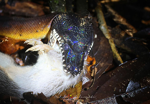 Northern White-lipped Python (Leiopython albertisii) Northern_White-lipped_Python_Leiopython_albertisii_and_prey_Spiny_Bandicoot_Echymipera_kalubu Birdingindonesia,D'Albertis python,Geotagged,Indonesia,Leiopython albertisii,Mehd Halaouate,Papua,Winter