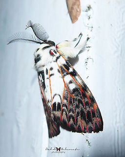 Lymantria ninayi (Erebidae, Lymantriinae) Arfak  Lymantria ninayi