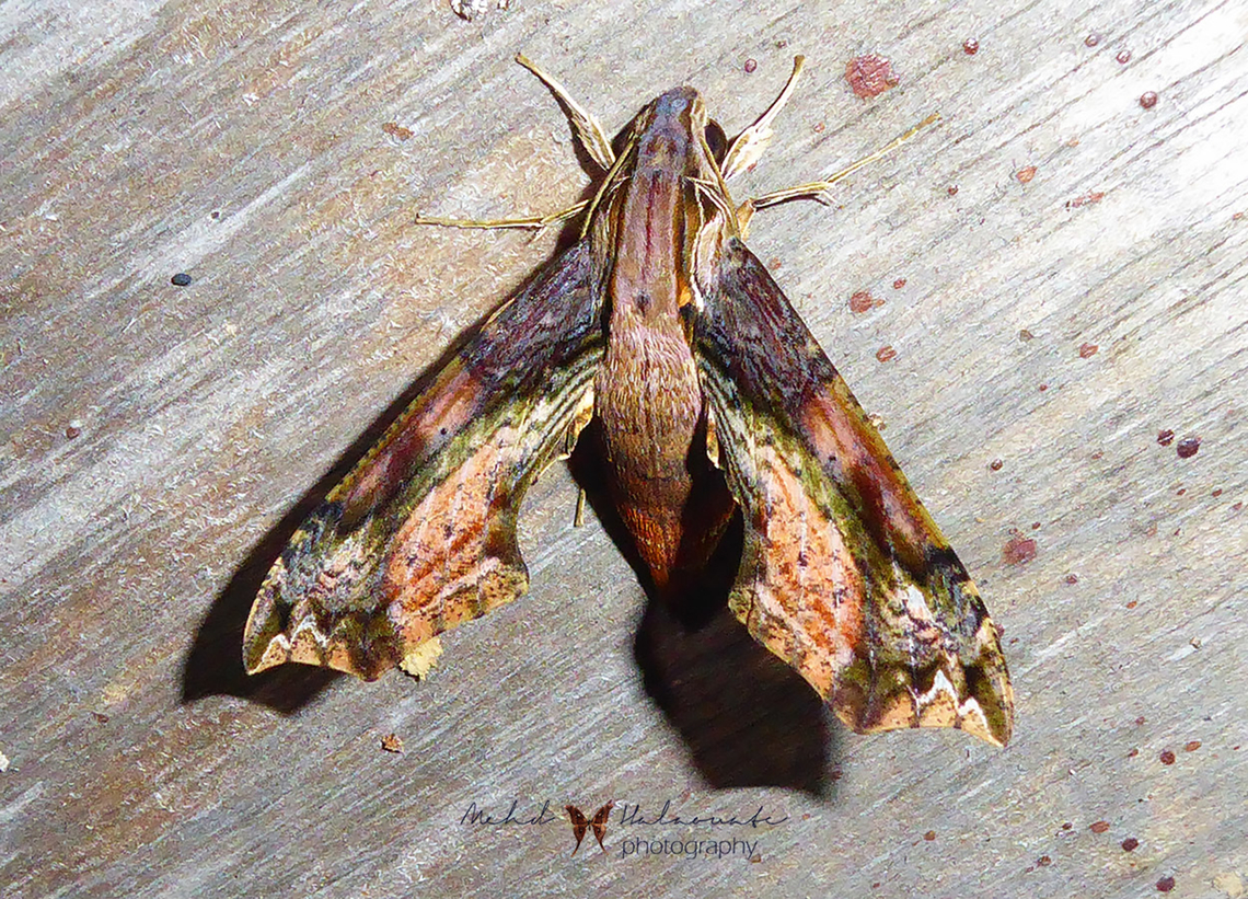 Eupanacra splendens hawk Moth  Arfak Mountains,Eupanacra splendens,Geotagged,Indonesia,Mehd Halaouate,Papua,Spring,hawkmoth