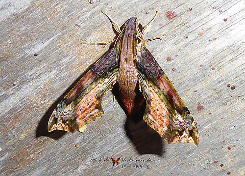 Eupanacra splendens hawk Moth  Arfak Mountains,Eupanacra splendens,Geotagged,Indonesia,Mehd Halaouate,Papua,Spring,hawkmoth