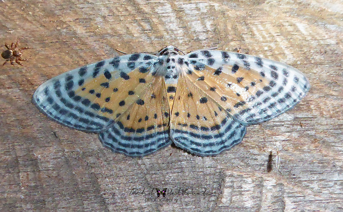 Bracca fritillaria  Arfak Mountains,Bracca fritillaria,Geotagged,Indonesia,Mehd Halaouate,Winter