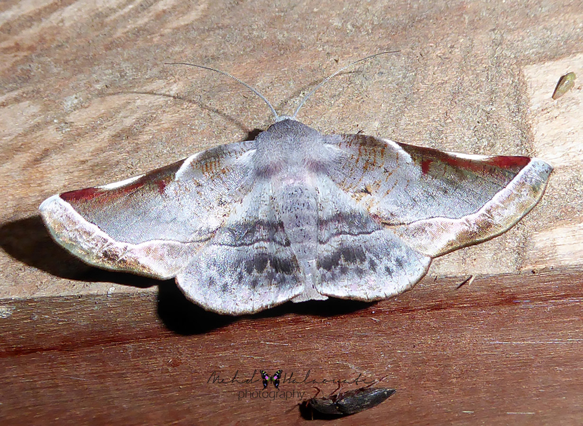 Oenochroma hieroglyphica  Arfak Mountains,Geotagged,Indonesia,Mehd Halaouate,Oenochroma hieroglyphica,Spring