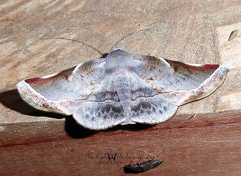 Oenochroma hieroglyphica  Arfak Mountains,Geotagged,Indonesia,Mehd Halaouate,Oenochroma hieroglyphica,Spring