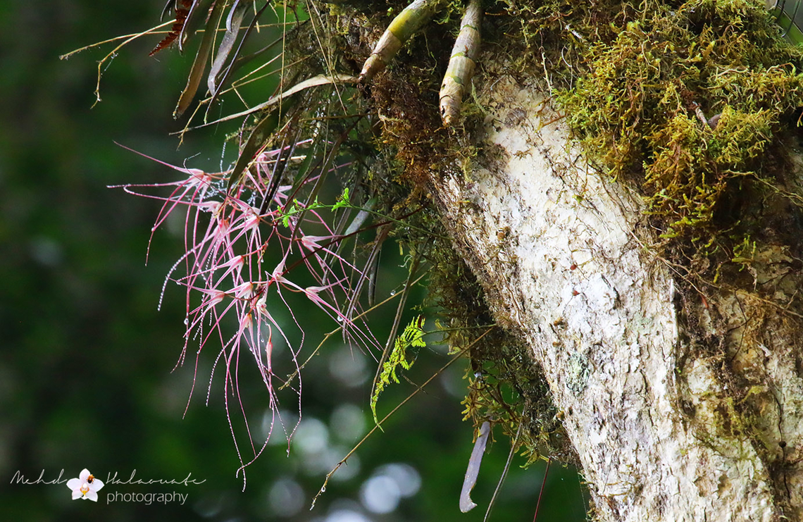 Bulbophyllum fonsflorum orchid  Arfak Mountains,Bulbophyllum fonsflorum,Geotagged,Indonesia,Mehd Halaouate,Spring