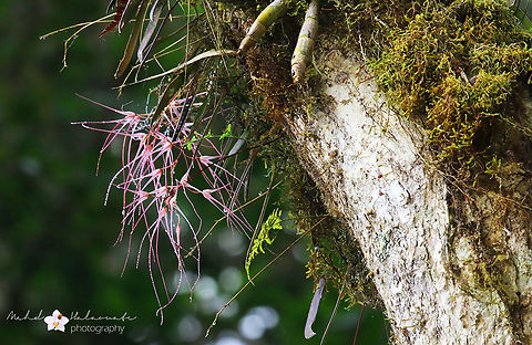 Bulbophyllum fonsflorum orchid  Arfak Mountains,Bulbophyllum fonsflorum,Geotagged,Indonesia,Mehd Halaouate,Spring