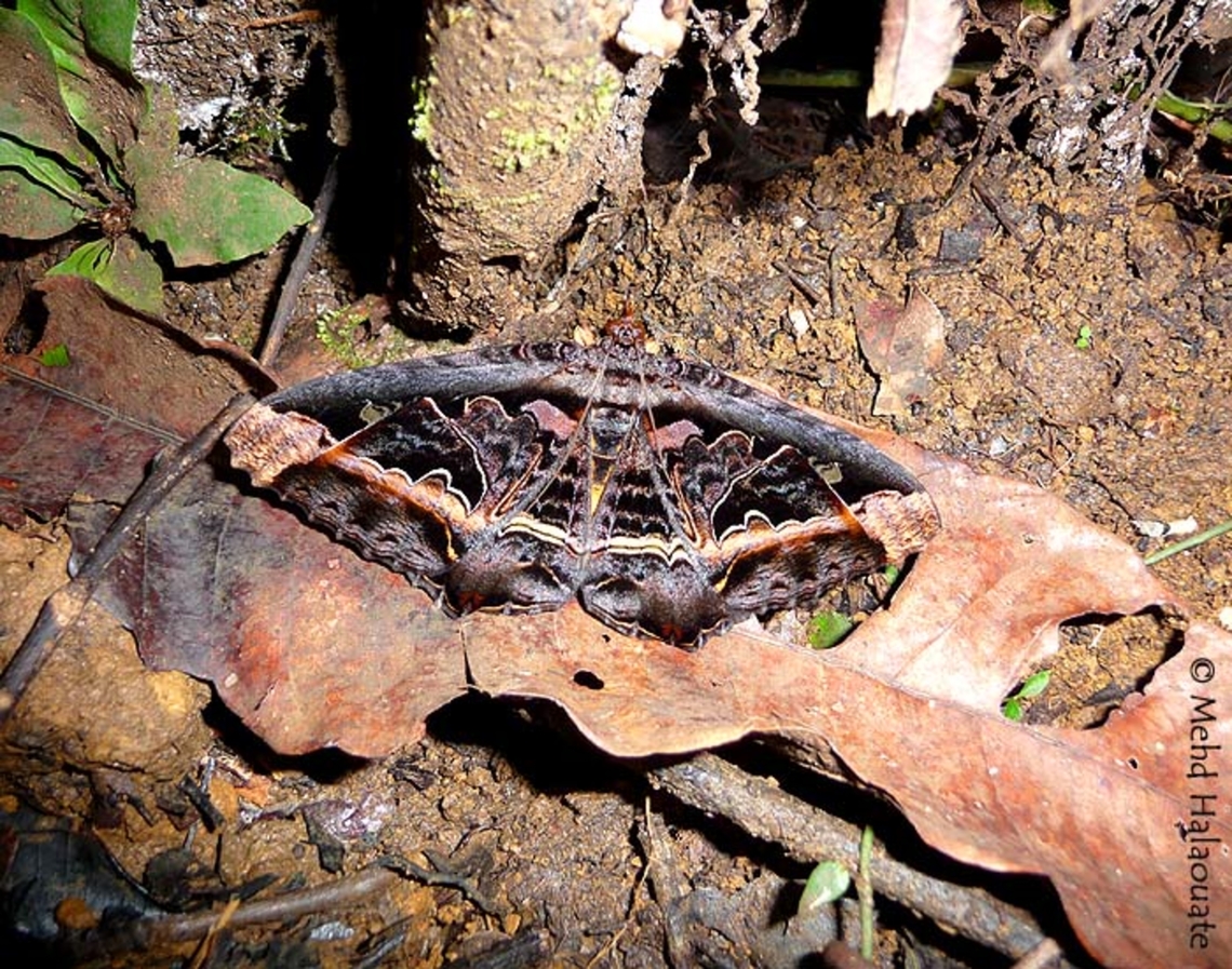 Megistoclista ribbei (Erebidae, Erebinae)  Genyem,Geotagged,Indonesia,Megistoclisma,Megistoclisma ribbei,Mehd Halaouate,Nimbokrang,Winter