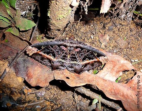 Megistoclista ribbei (Erebidae, Erebinae)  Genyem,Geotagged,Indonesia,Megistoclisma,Megistoclisma ribbei,Mehd Halaouate,Nimbokrang,Winter