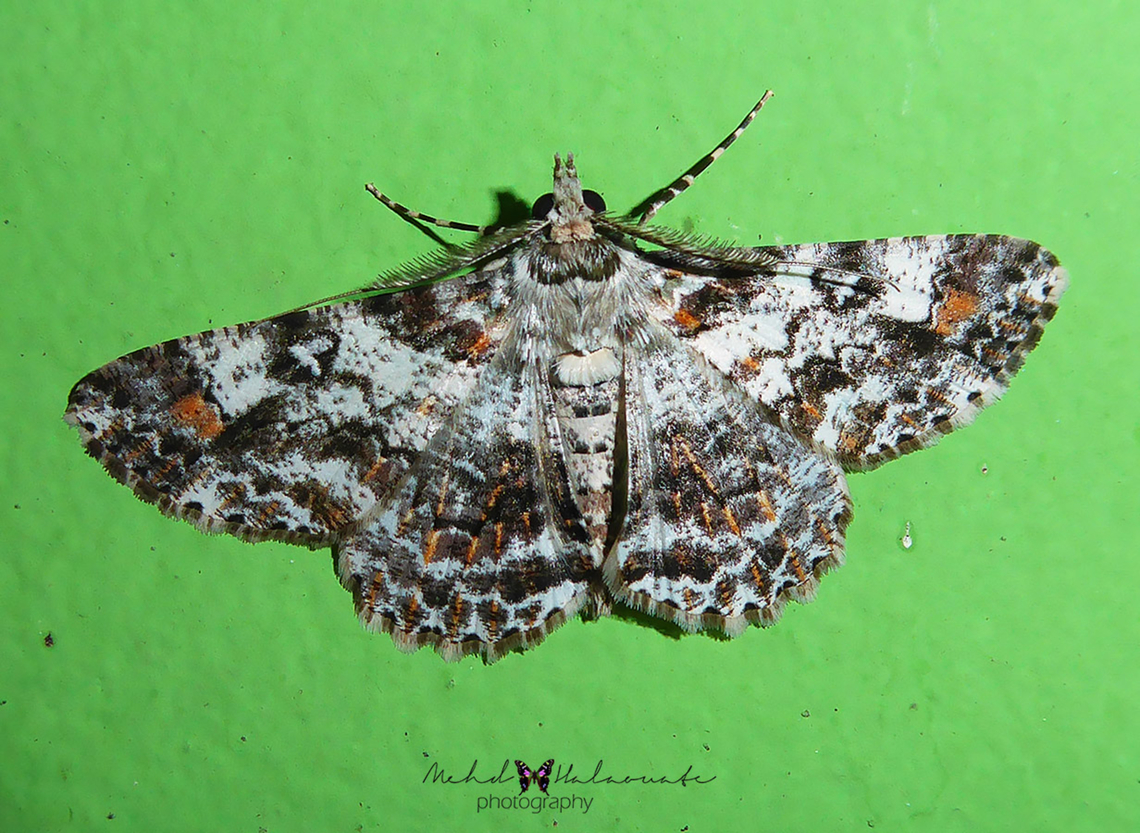 Cleora illustraria (Geometridae, Ennominae)  Arfak Mountains,Birdingindonesia,Cleora illustraria,Geotagged,Indonesia,Mehd Halaouate,Moth,Winter