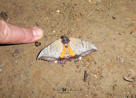 Pterocyclophora huntei (Erebidae, Erebinae)  Arfak Mountains,Birdingindonesia,Geotagged,Indonesia,Mehd Halaouate,Papua,Pterocyclophora huntei,Winter