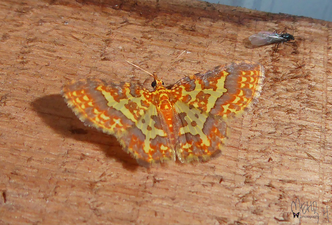 Pseudopolynesia hebe (Geometridae, Larentiinae)  Arfak Mountains,Birdingindonesia,Geotagged,Indonesia,Mehd Halaouate,Papua,Pseudopolynesia hebe,Spring