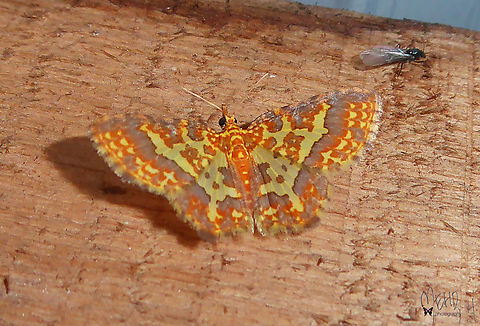 Pseudopolynesia hebe (Geometridae, Larentiinae)  Arfak Mountains,Birdingindonesia,Geotagged,Indonesia,Mehd Halaouate,Papua,Pseudopolynesia hebe,Spring
