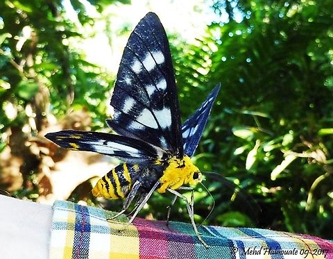 Dysphania tentans  Dysphania tentans,Geotagged,Indonesia,Mehd Halaouate,Nimbokrang,Papua,Winter