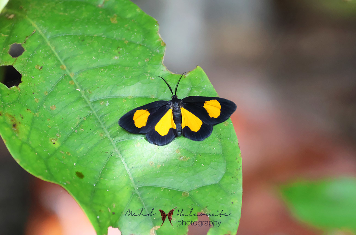 Ctimene intercisa  Birdingindonesia,Ctimene intercisa,Geotagged,Indonesia,Mehd Halaouate,Raja Ampat,Waigeo island,Winter