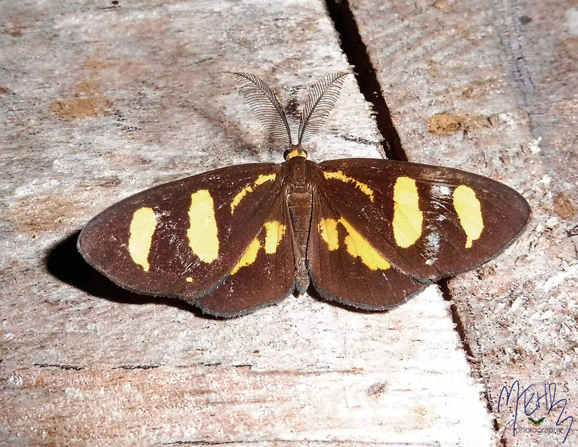 Ctimene basistriga (Geometridae, Ennominae)  Arfak Mountains,Birdingindonesia,Ctimene basistriga,Geotagged,Indonesia,Mehd Halaouate,Papua,Winter
